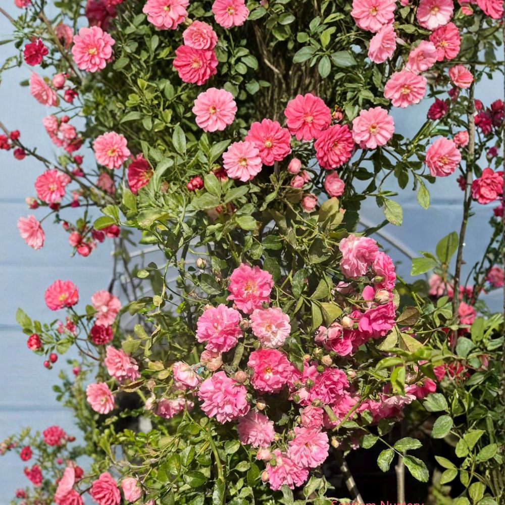 Seven Sisters Rose Heirloom Climbing Rose Live Plant | Fragrant Pink Rambler for Trellis & Garden