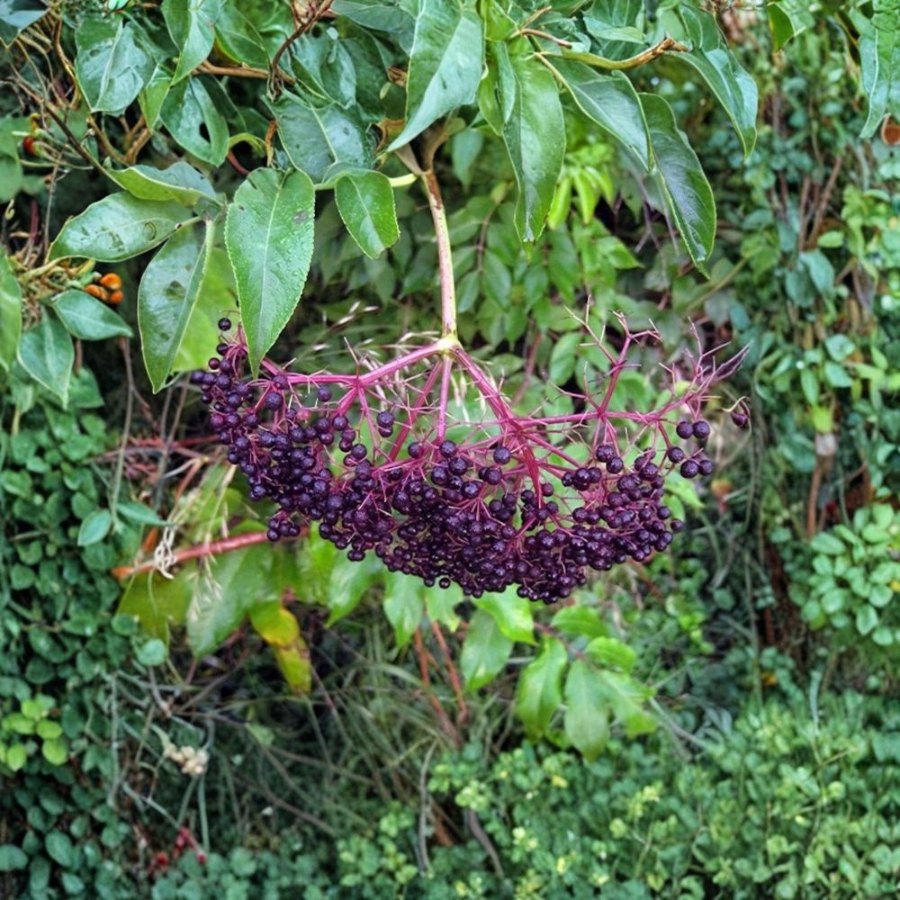 American Elderberry Trees 3 Pack – Sambucus canadensis Bare Root Shrubs 12-24 Inch Edible Berry Plants