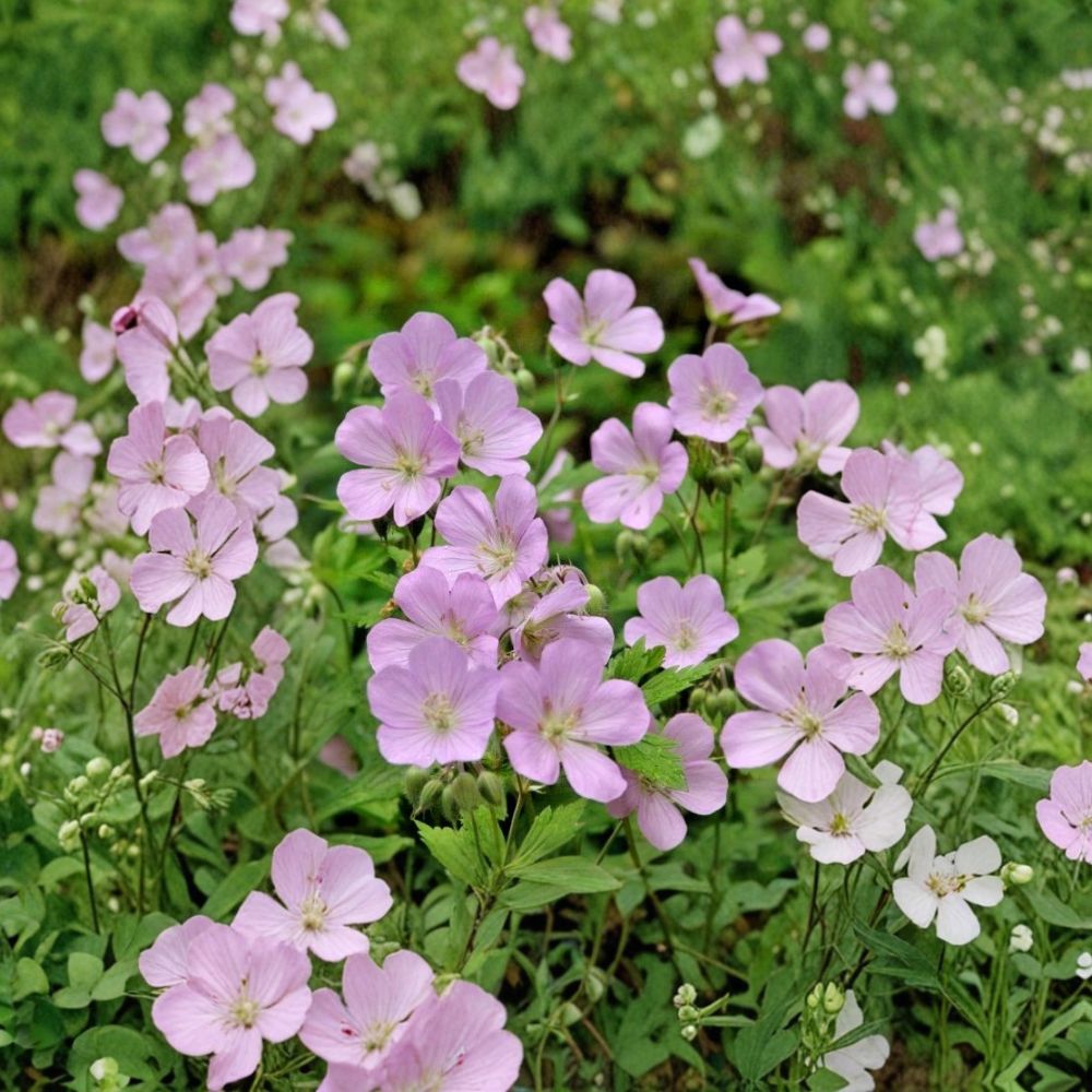 Wild Geranium Bare Roots - 10 Geranium Maculatum Plants | Hardy Native Perennial Shade Garden Flower