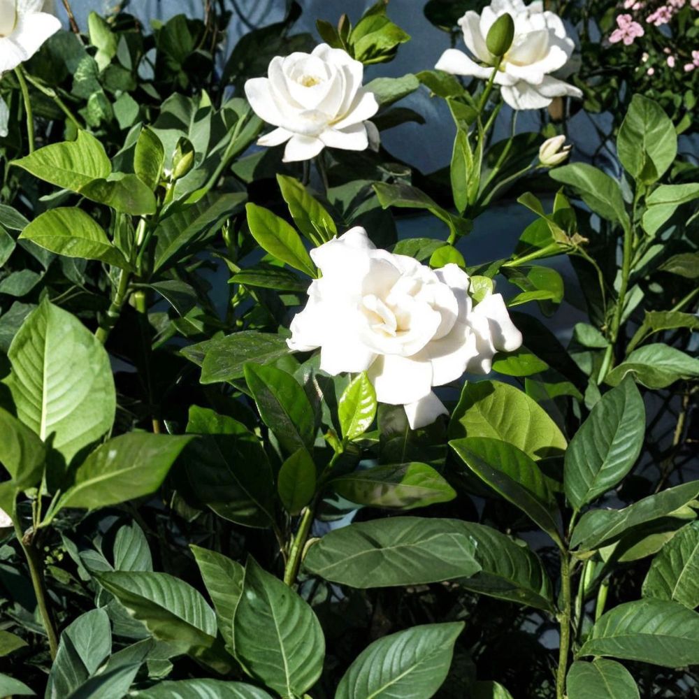 Gardenia Cuttings – 7 Unrooted Heirloom Cape Jasmine | 6 Inch Fragrant Shrub Starters for Propagation