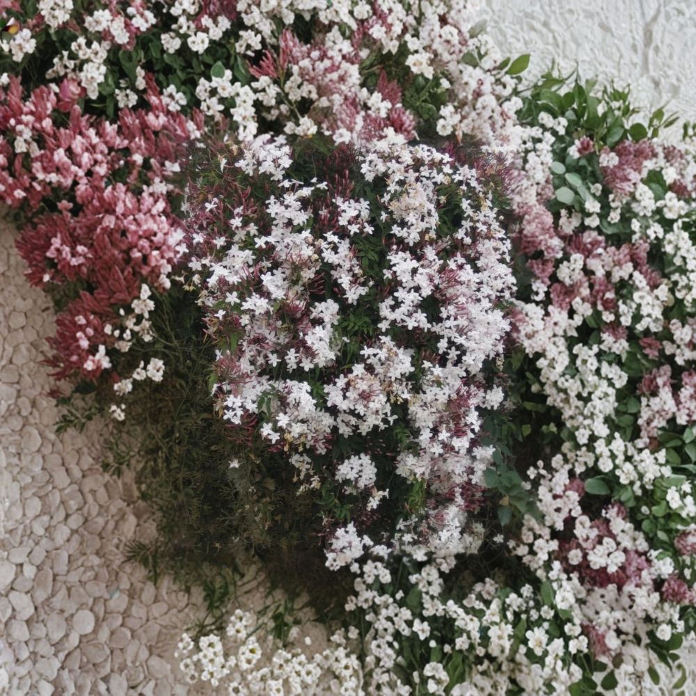 Pink Jasmine Cuttings Set of 10 – Organic Jasminum polyanthum Live Vines, Fragrant & Fast Growing