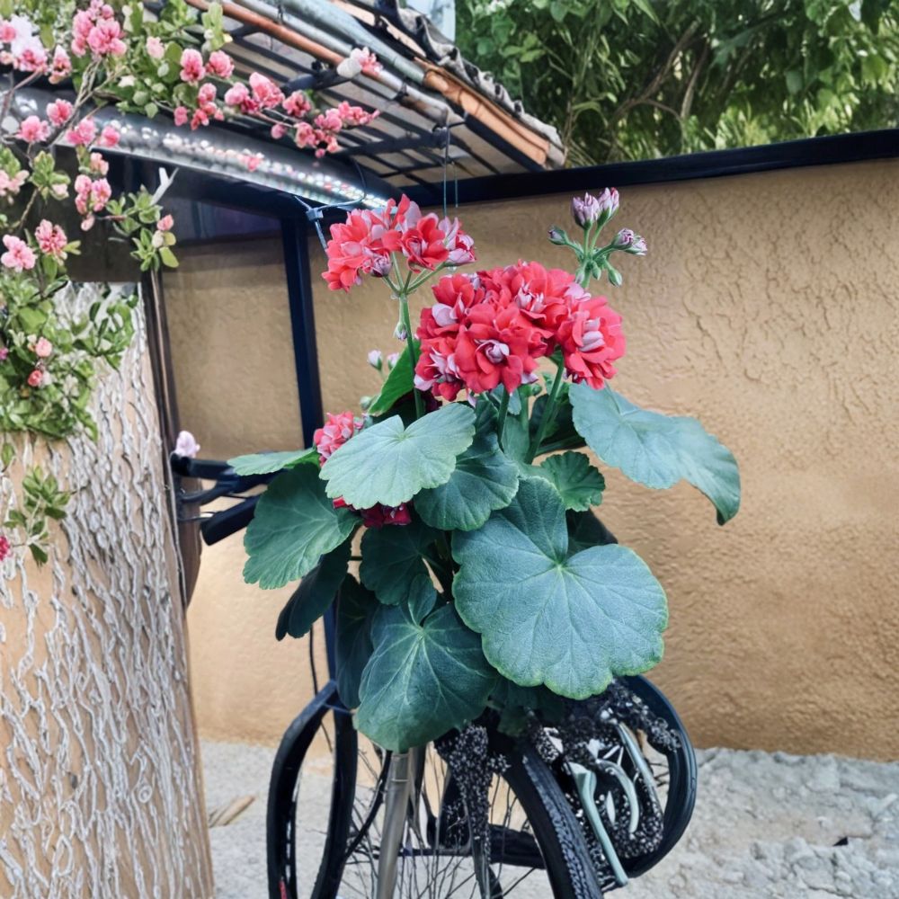 Rosebud Supreme Pelargonium – Rooted Red Geranium Starter Plant with Double Rosebud Flowers