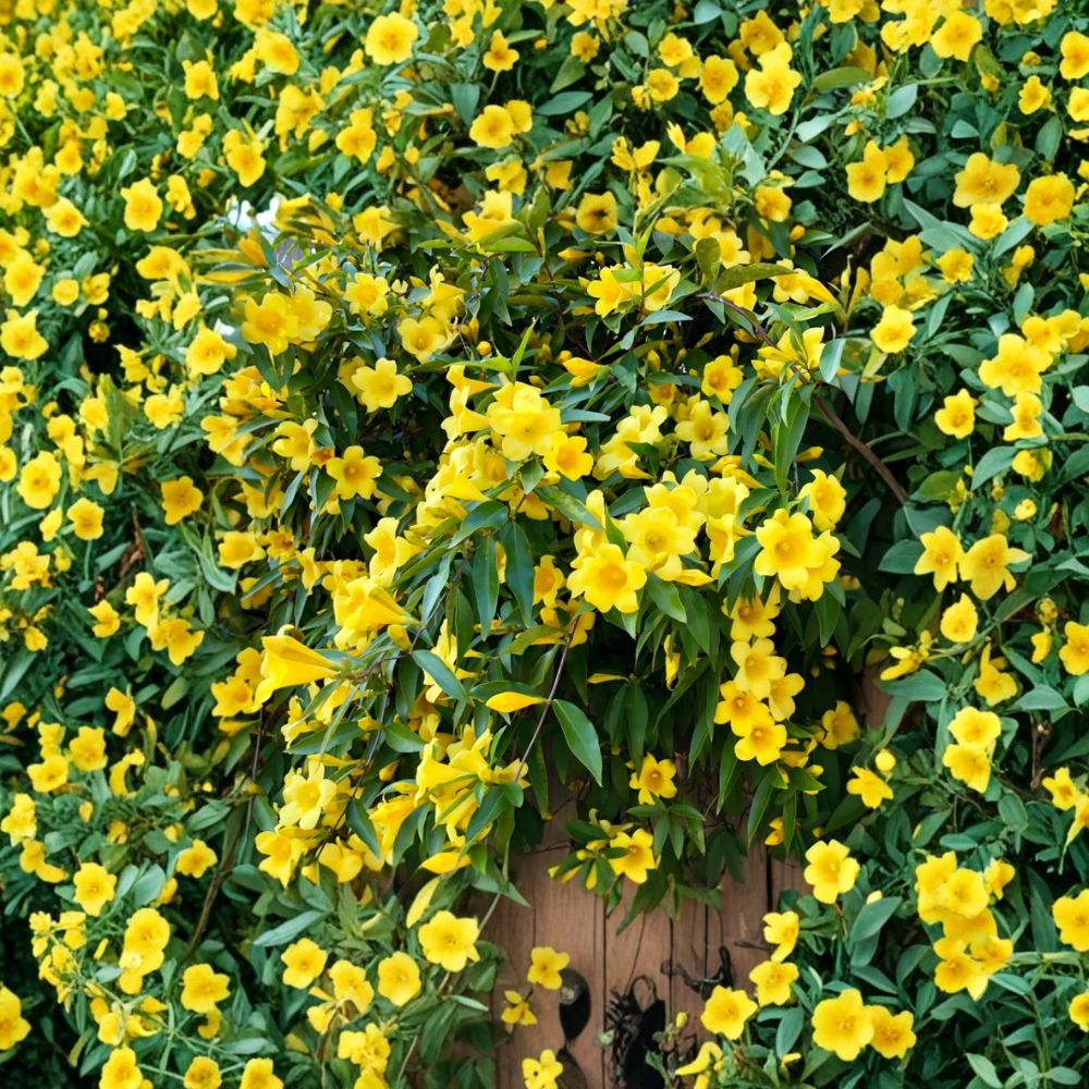 Carolina Jasmine Live Plant - Gelsemium sempervirens, 4-6 Inch Yellow Flowering Vine, Fragrant Evergreen Climber