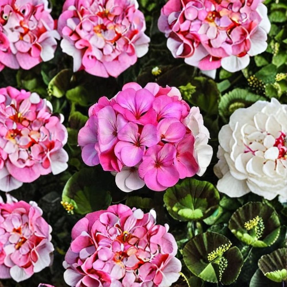Pinto Premium White to Rose Geranium Seeds - 100 Pelargonium Seeds with Color-Changing Blooms