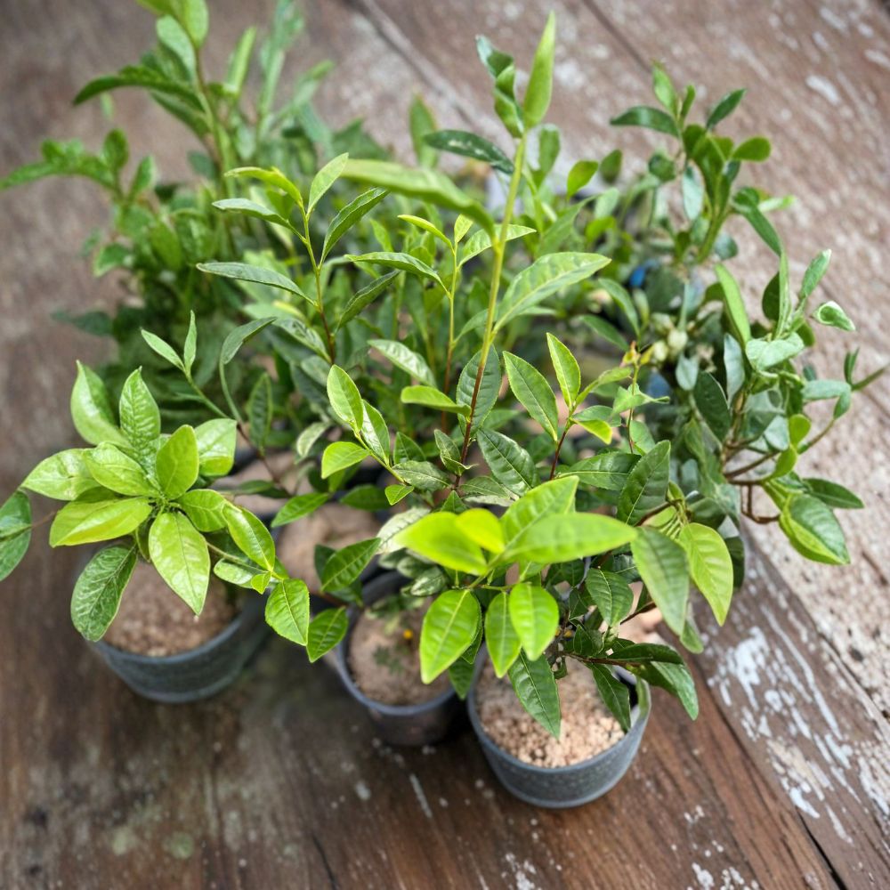 Camellia sinensis ‘Anji White Tea’ Live Plant – Rare Anji Bai Cha Green Tea Seedling for Home Growing