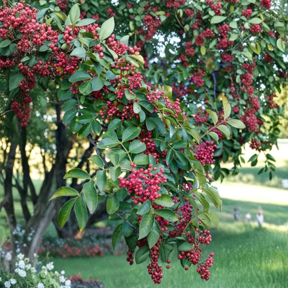 Sichuan Pepper Tree Zanthoxylum simulans Live Plant 3 Ft Tall in 1 Gallon Pot Hanyuan Da Hong Pao
