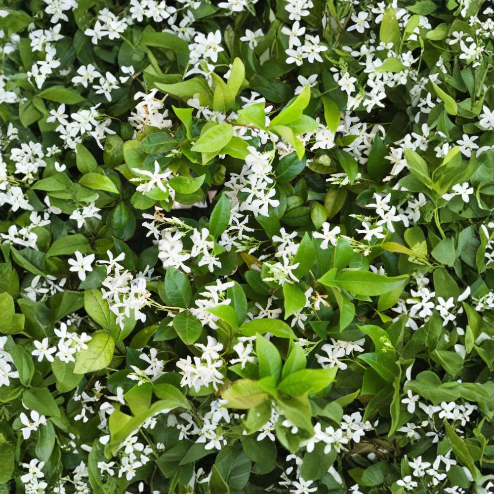 Star Jasmine Plant – Trachelospermum jasminoides Live Vine in Quart Pot | Fragrant Evergreen Climber for Indoor & Outdoor