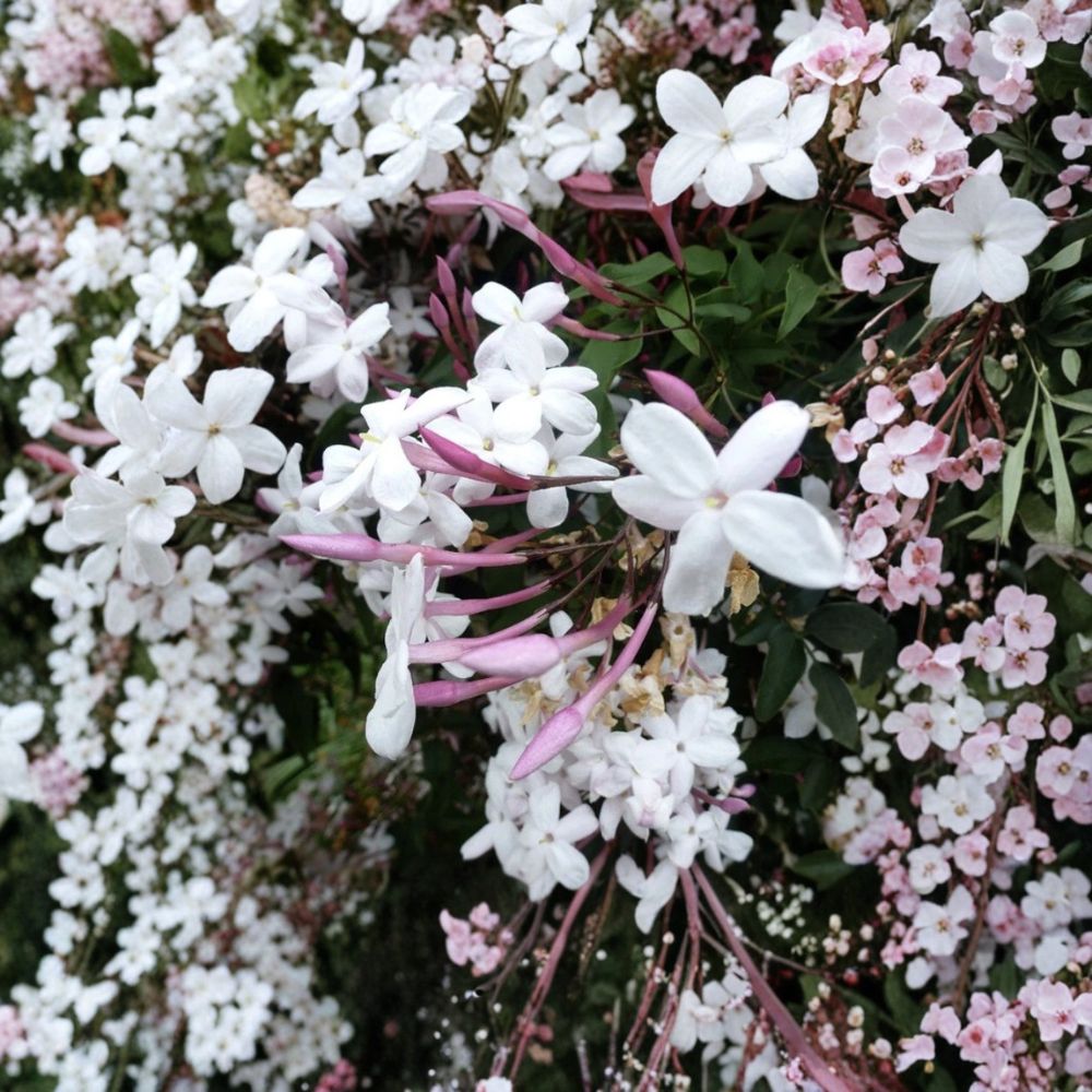Star Jasmine Cuttings 12 Pack – Trachelospermum jasminoides Unrooted Fragrant White Climbing Vine