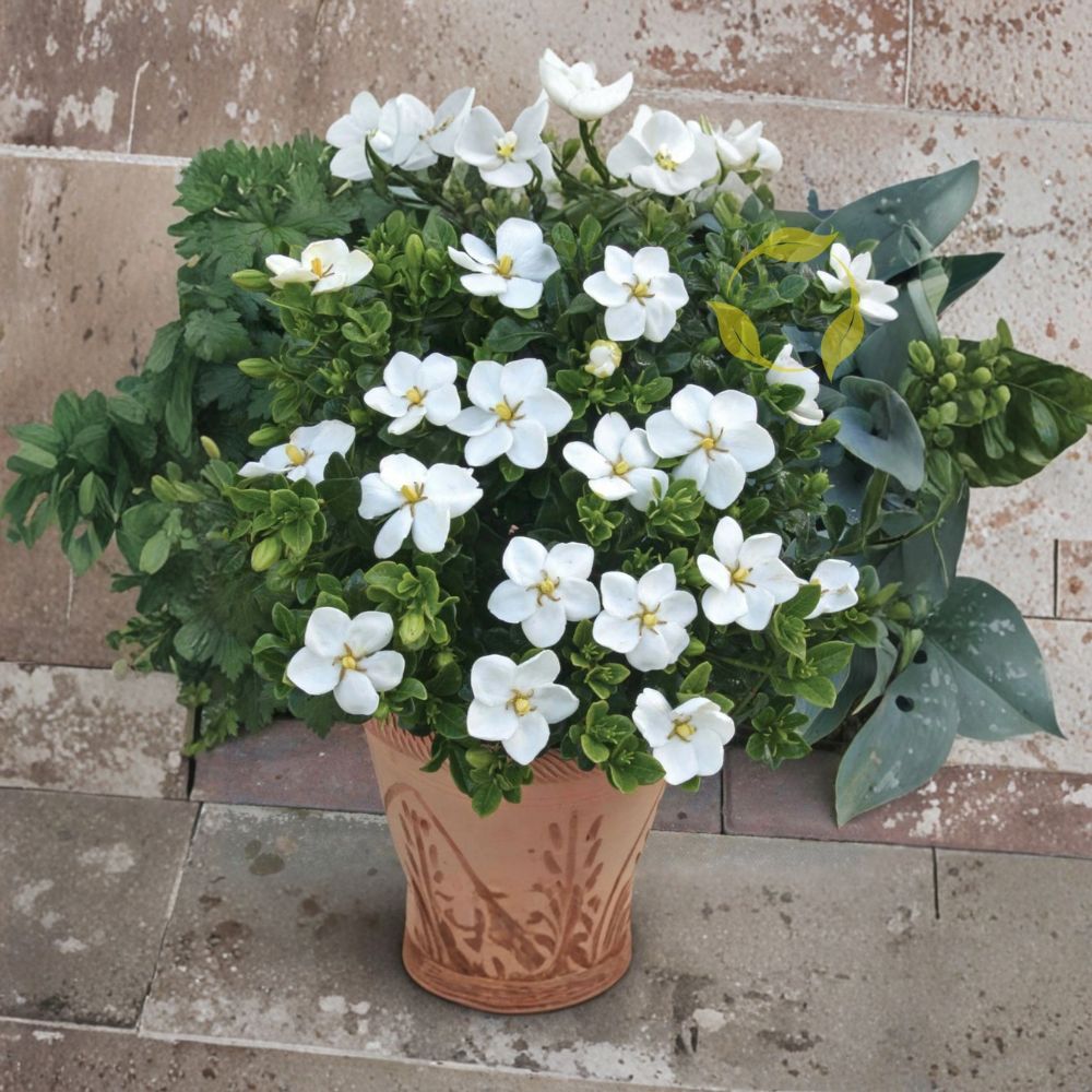 Cape Jasmine Seeds – Gardenia jasminoides 10+ Pack | Fragrant Evergreen Shrub for Indoor & Outdoor Growing