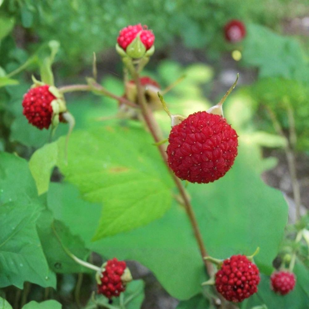 Thimbleberry Raspberry Thornless Live Starter Plant | Self-Pollinating Berry Shrub Zones 3-8
