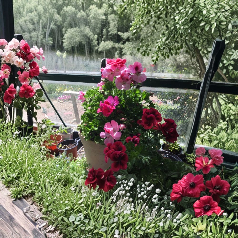 Martha Washington Geranium Mix Cuttings – 6 Pelargonium Cuttings for Rooting | Multi Color Flower Plant