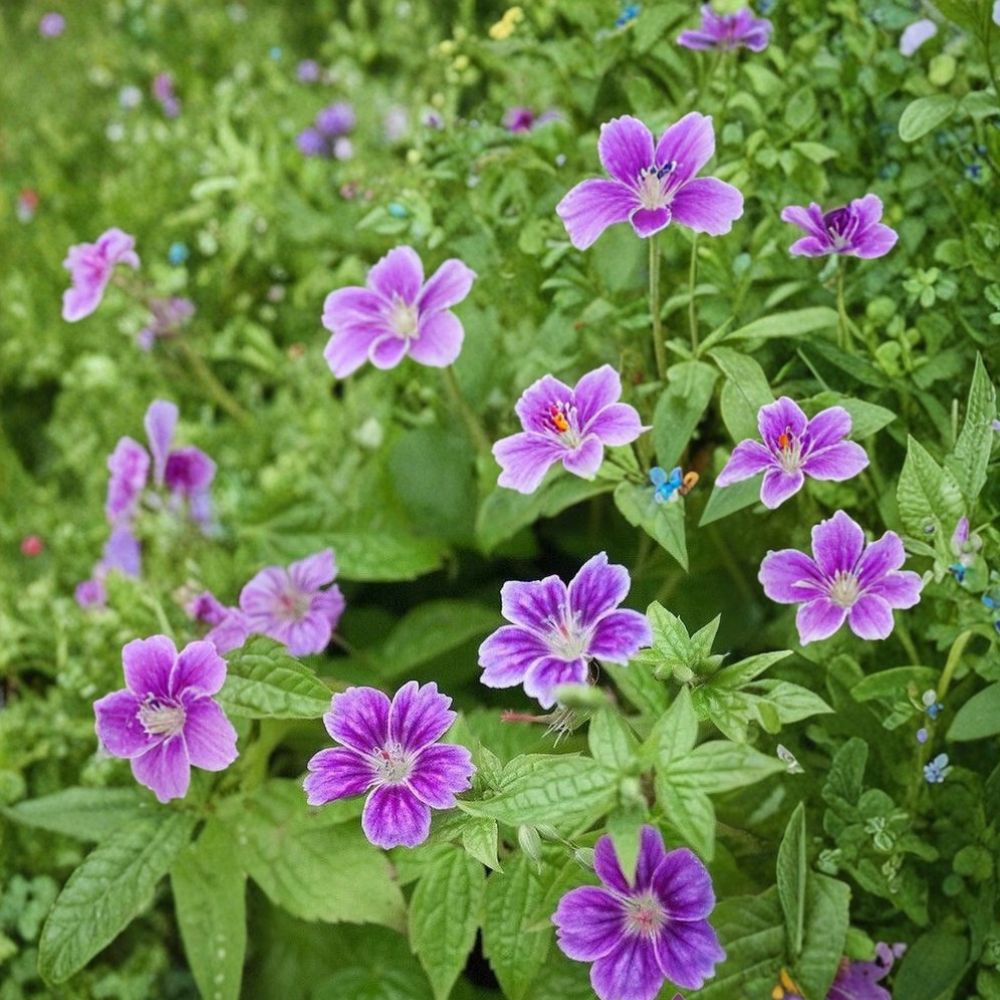 Clos du Coudray Geranium Seeds – 25+ Hardy Flower Seeds for Patio & Containers