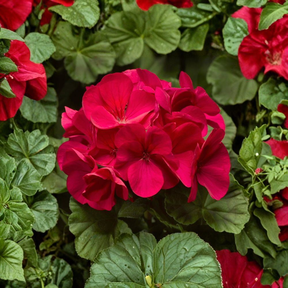 Pinto Premium Coral Geranium Seeds – 100 Pelargonium Seeds for Pastel Coral Garden Flowers