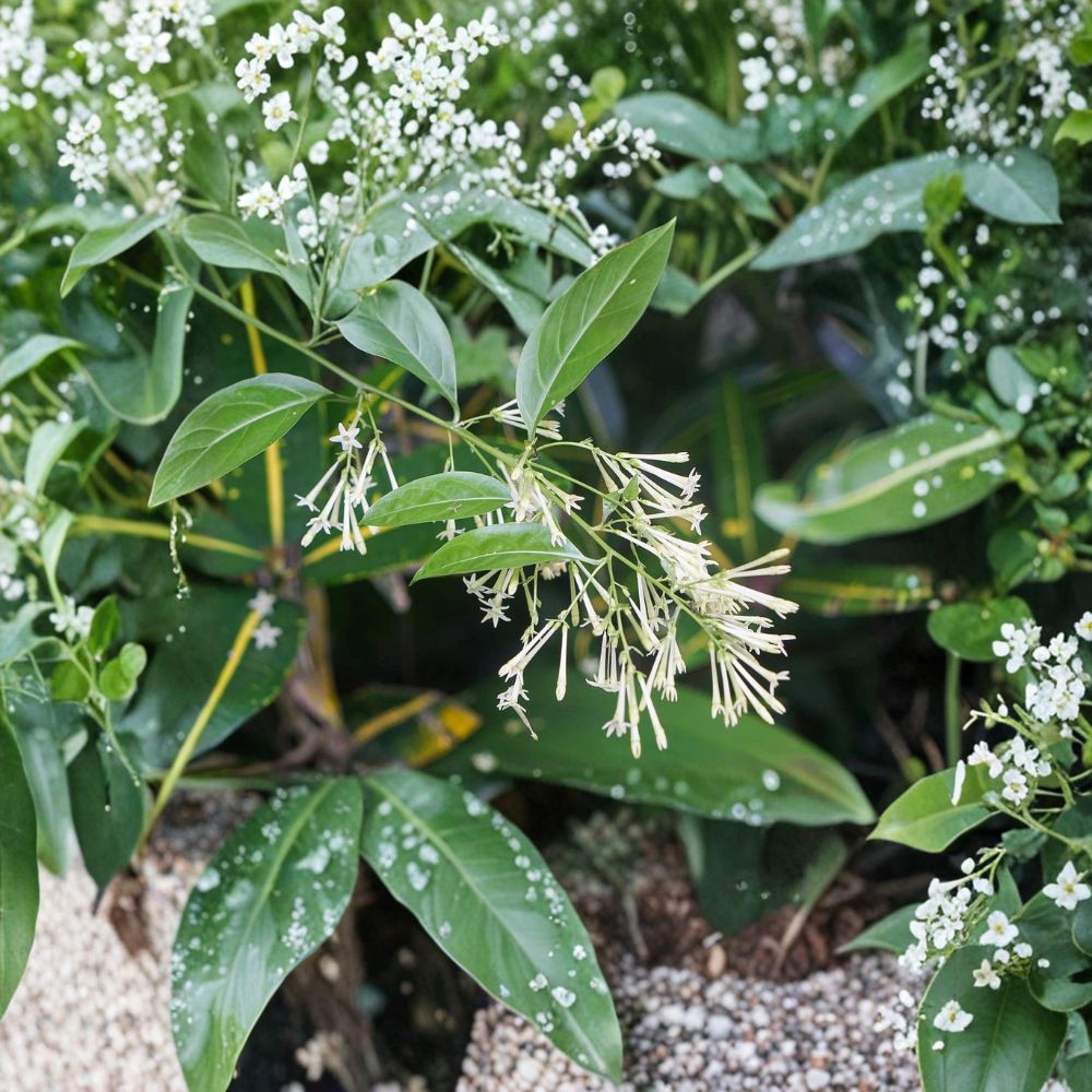 Night Blooming Jasmine Live Plant – Cestrum nocturnum 4–6 Inch Starter | Fragrant Evergreen Shrub for Indoor & Outdoor