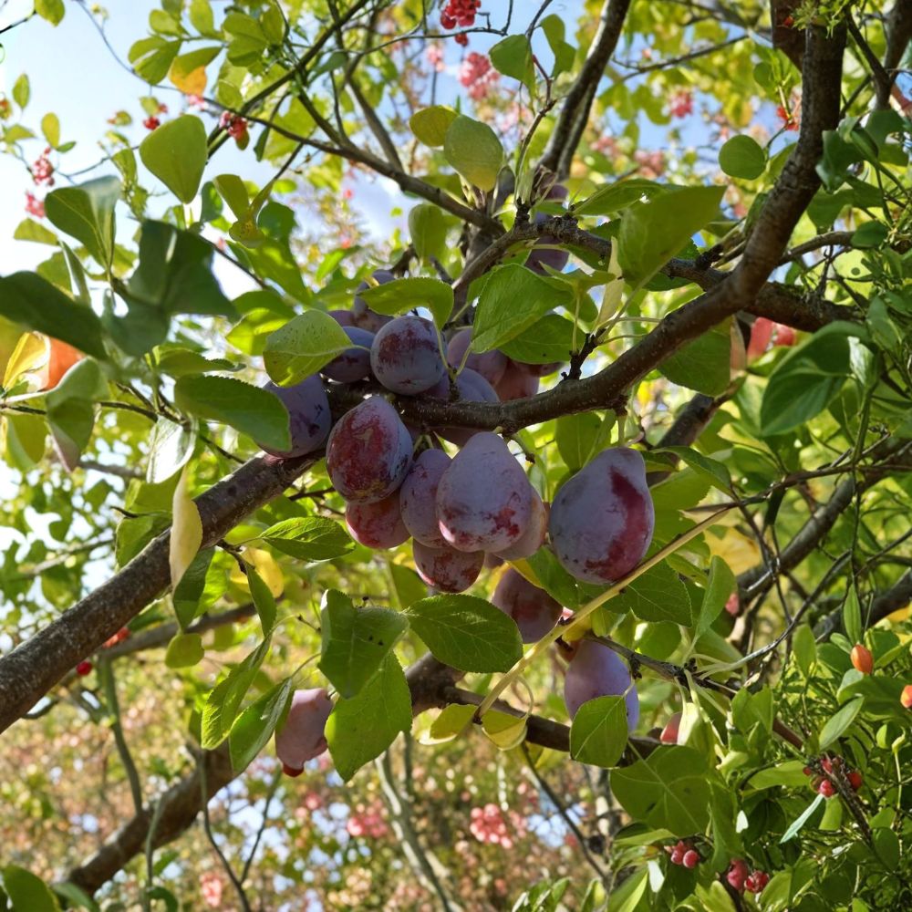Prune D’Ente 707 European Plum Tree – 3 Ft Tall, Self-Fertile, Sweet Prune Plum for Baking & Drying