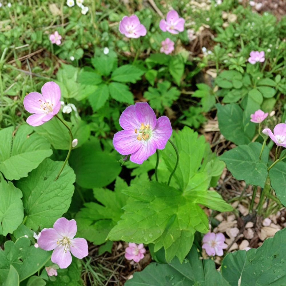 Wild Geranium Bare Roots – 10 Geranium Maculatum Cranesbill Roots | Native Woodland Perennial