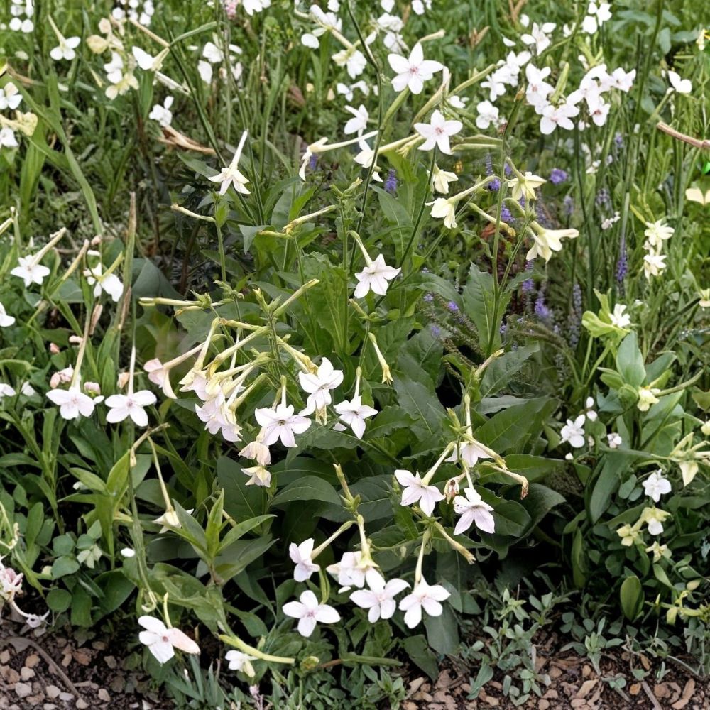 Nicotiana Alata Seeds 20+ | Jasmine Flowering Tobacco | Fragrant Night Blooming Ornamental Plant