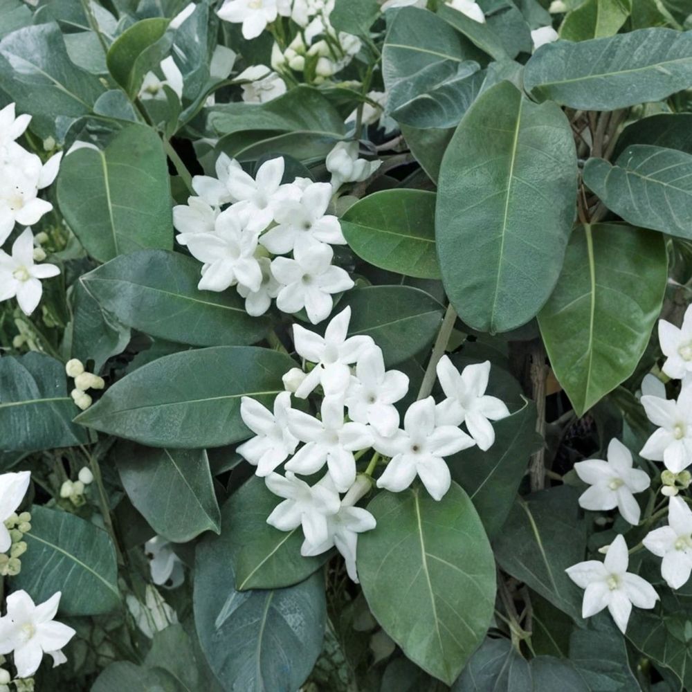 Madagascar Jasmine Stephanotis floribunda Live Plant – Mature Green Leaf Vine with Fragrant White Blooms