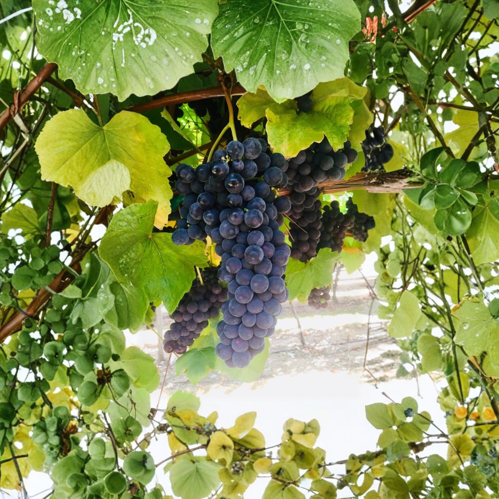 Thomcord Seedless Grape Cuttings – 5 PCS Vitis vinifera x labrusca | Easy to Root DIY Grape Growing Kit