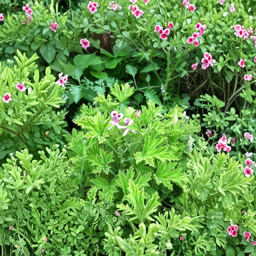 Van Leeni Citrosa Mosquito Plant – Pelargonium citrosum Live Plug with Fragrant Citronella Foliage
