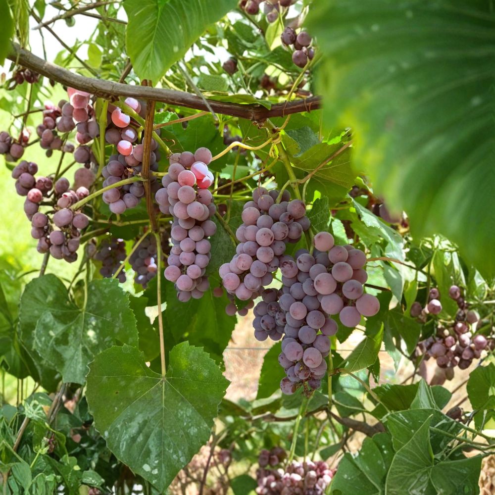 Delaware Grape Cuttings 5 Pack | Vitis labrusca Hybrid | Sweet Pink Table Grapes for Home Vineyard