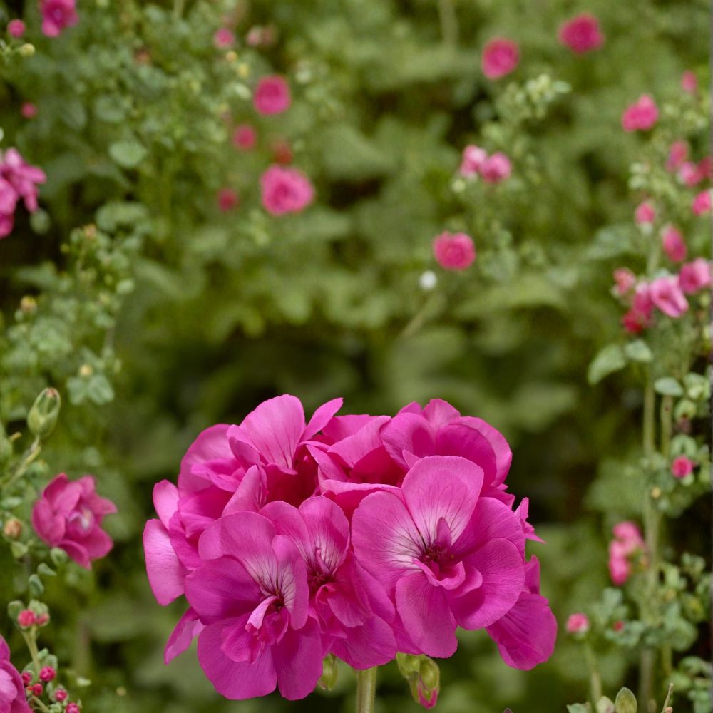 Calliope Hot Pink Geranium Seeds – 25+ Premium Flower Seeds for Vibrant Patio & Container Gardens