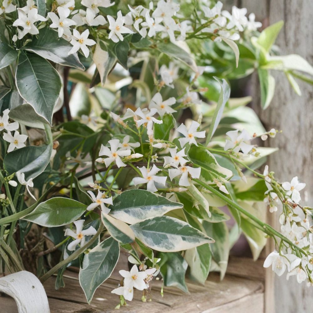 Variegated Confederate Jasmine Live Starter Plant – Fragrant Climbing Vine for Indoor & Outdoor