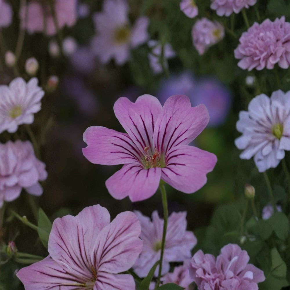 Geranium gracile Seeds – Hardy Pink Cranesbill Perennial Flowers for Pollinator Gardens