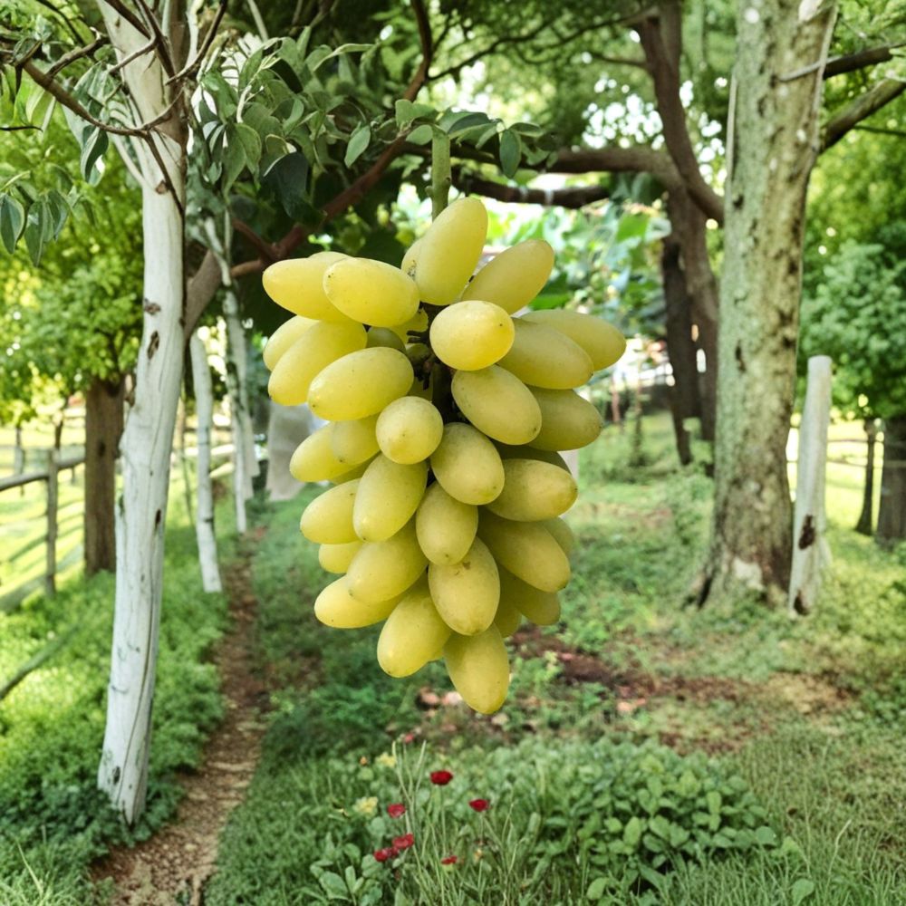 Gold Finger Grape Plant – Premium Japanese Vitis vinifera Live Vine for Sweet Table Grapes