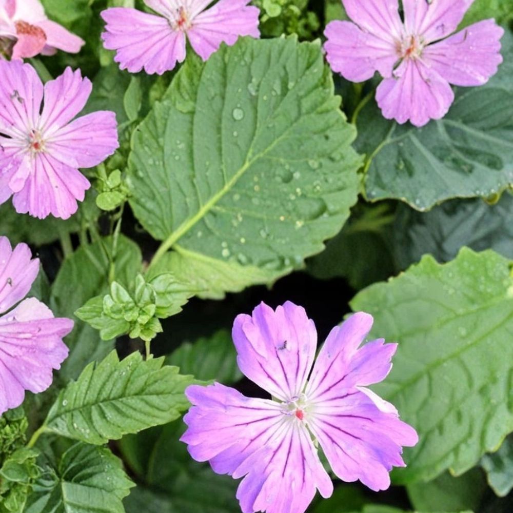 Hexham Feathers Geranium Seeds – 25+ Premium Pelargonium Flower Seeds for Garden & Patio