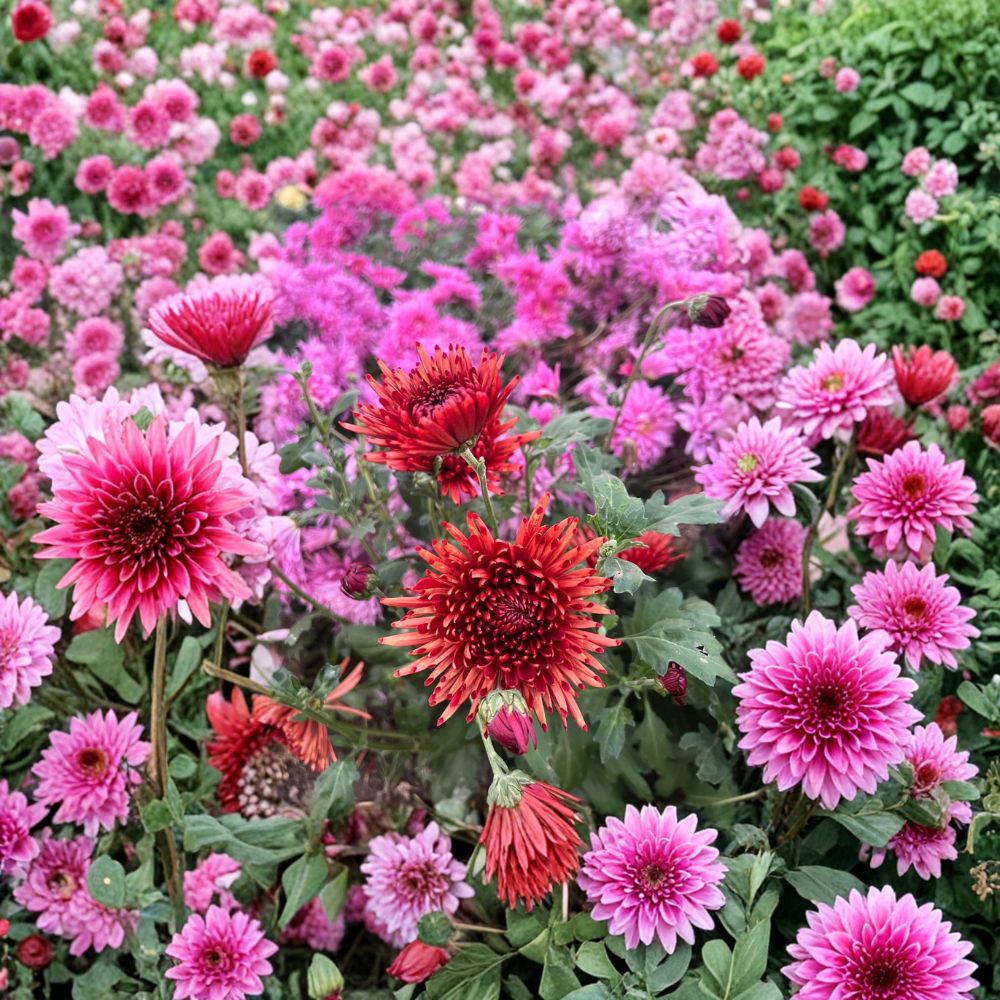 Autumn Ruby Chrysanthemum Plants 2 Pack – Deep Red 4-6 Inch Blooms, Cold Hardy Perennial, Garden & Patio Ready