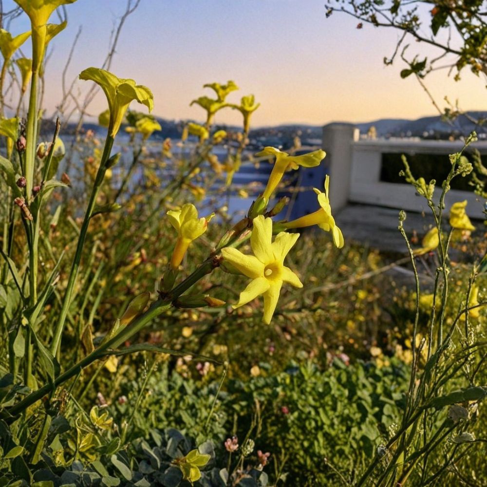 Winter Jasmine Live Plant – Jasminum nudiflorum Rooted Cutting with Yellow Early Spring Flowers, Hardy and Cold Tolerant Shrub Vine