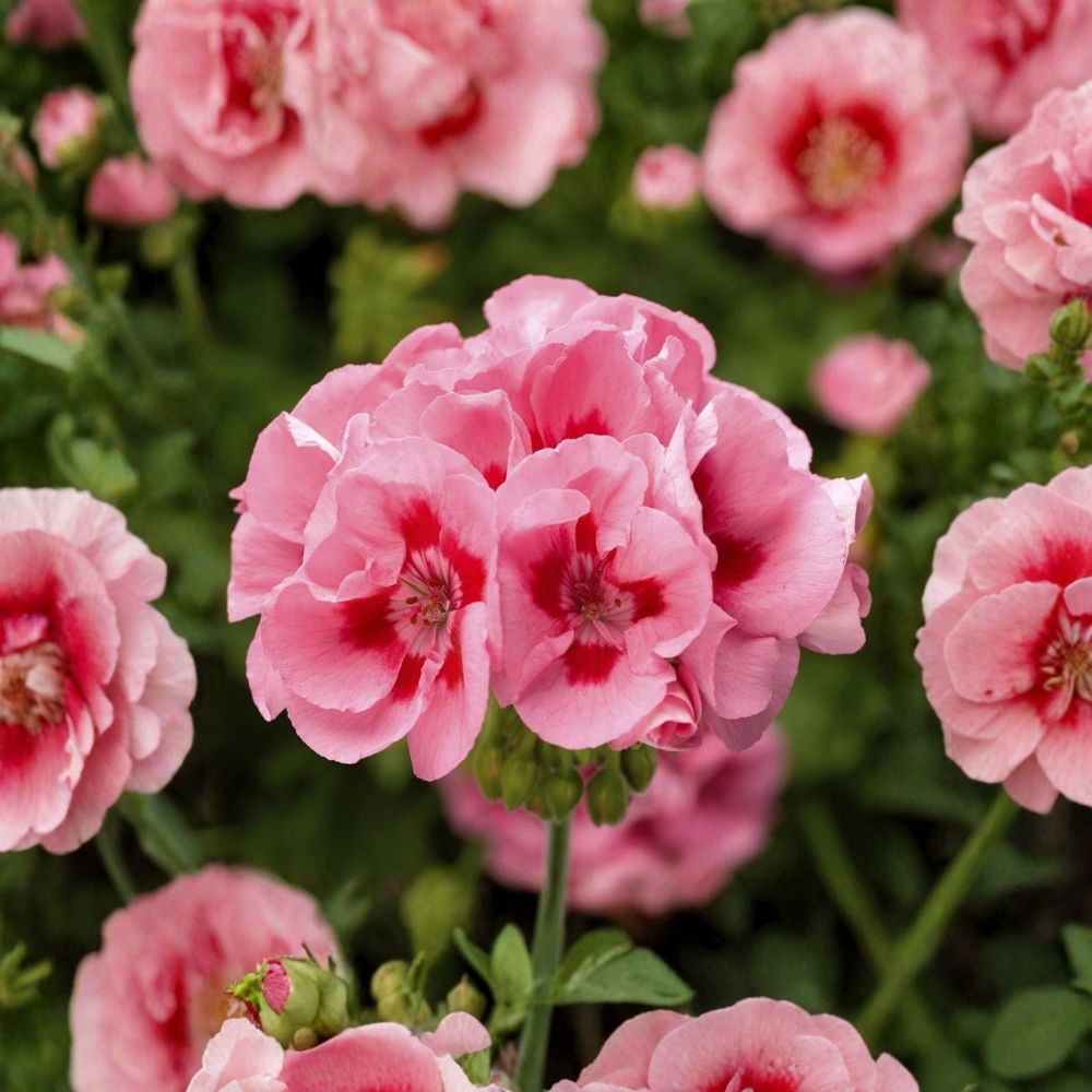 Pink Flame Geranium Starter Plant – Live Pelargonium with Bright Pink Blooms