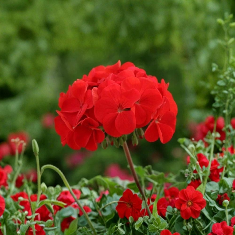 Horizon Red Geranium Seeds – 15 F1 Hybrid Compact Red Zonal Geranium for Patio & Containers