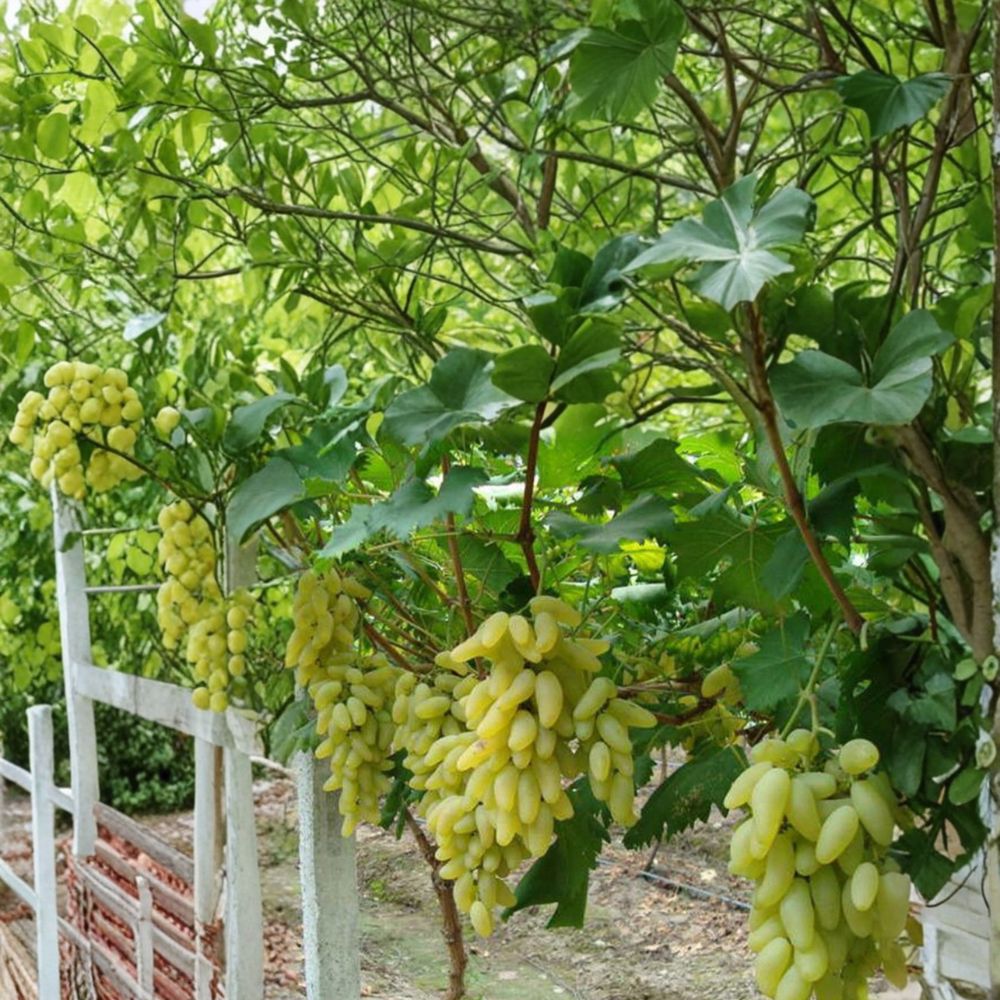 Gold Finger Grape Cuttings (5 PCS) – Sweet Japanese Vitis vinifera for DIY Propagation
