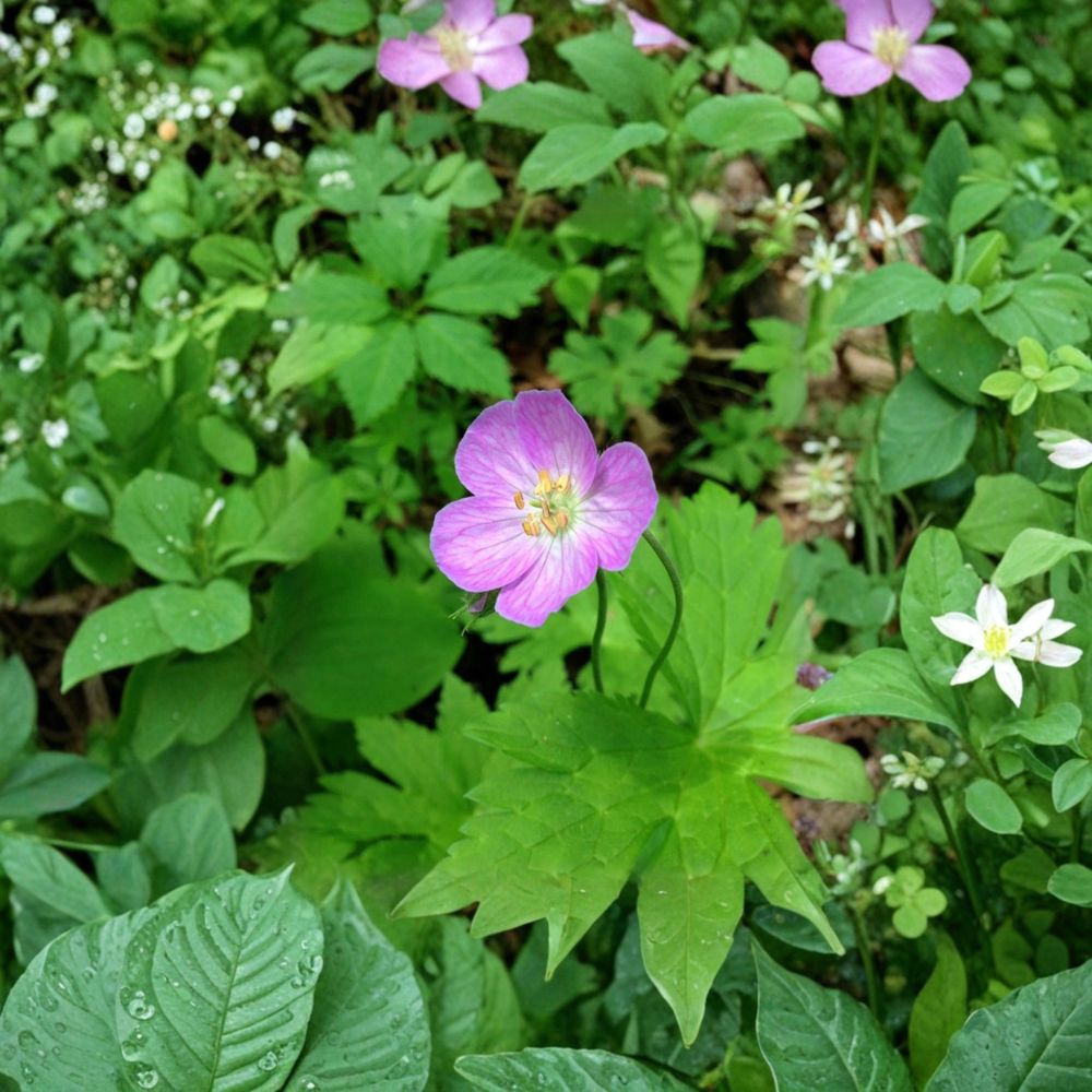 Wild Geranium Bare Roots – 3 Geranium Maculatum Cranesbill Plants | Hardy Woodland Perennial