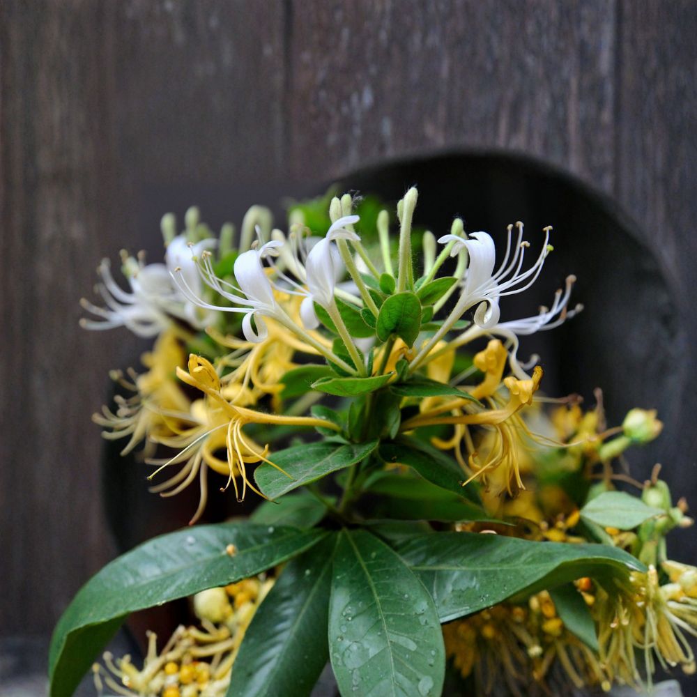 Japanese Honeysuckle Plant – Lonicera japonica Live Rooted Vine with Fragrant Flowers