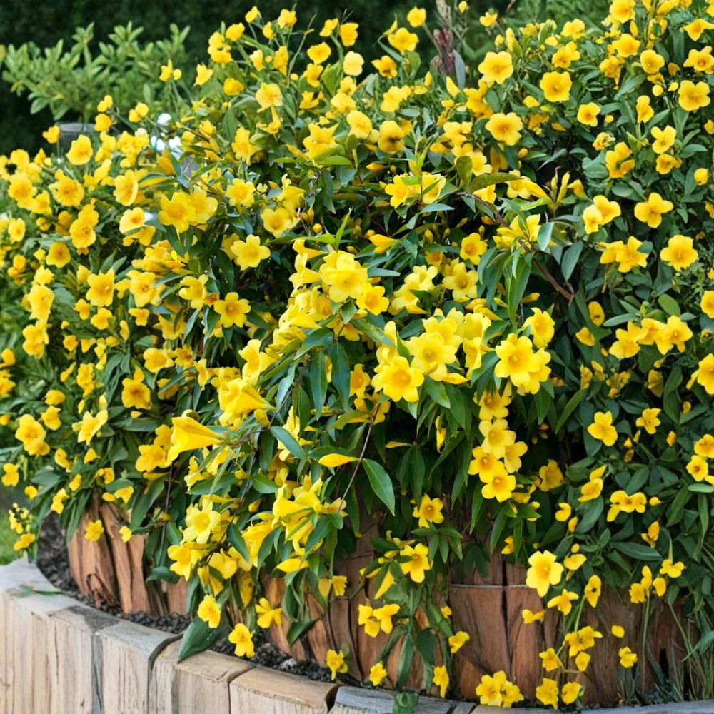 Carolina Jasmine Live Plant – Yellow Jessamine Vine 4–6 Inch Starter, Fragrant Evergreen Climbing Vine for Outdoor Gardens