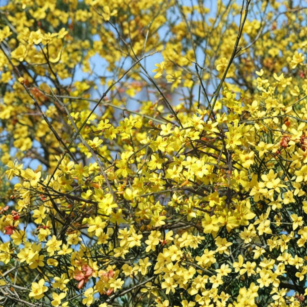 Winter Jasmine Bonsai – Jasminum nudiflorum Live Plant with Yellow Spring Blooms, Indoor & Patio Friendly