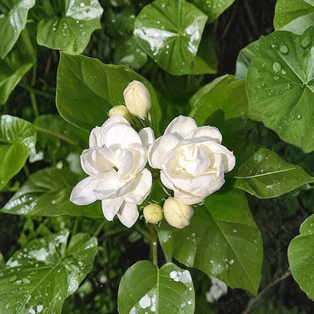Jasmine Seeds 25 Pack – Fragrant White Flowers for Indoor & Outdoor Growing