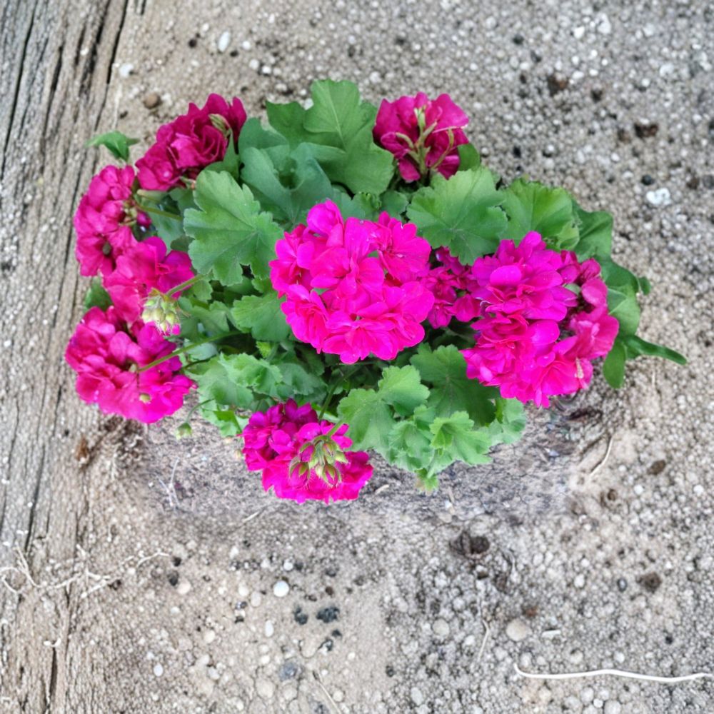 Very Bright Magenta Geranium Cuttings – 3 Live Pelargonium Starters with Fragrant Blooms