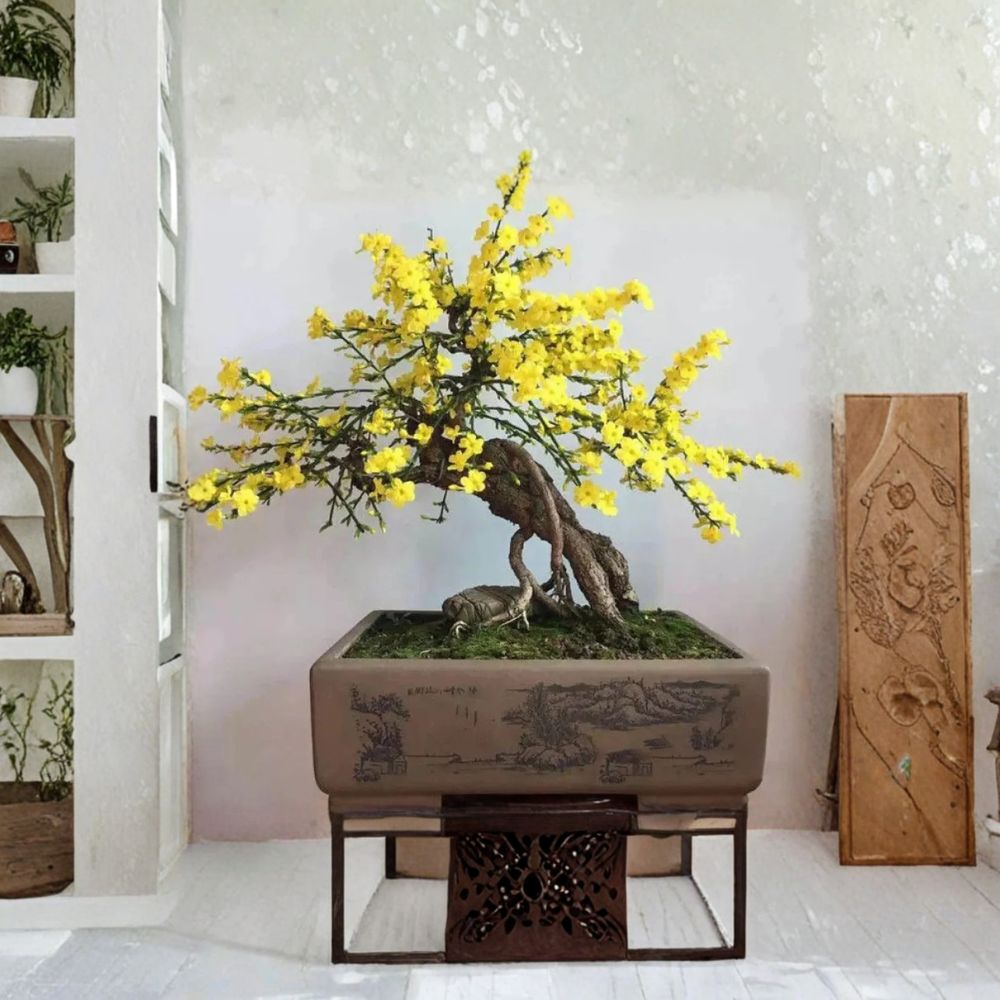 Winter Jasmine Plant Jasminum nudiflorum 1 Gallon Potted Hardy Ornamental Shrub Early Yellow Spring Flowers