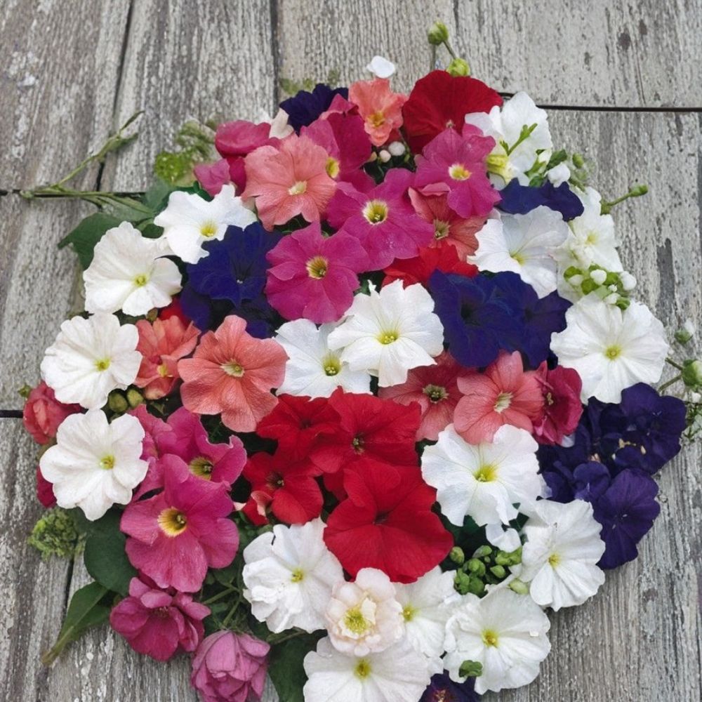 Bravo Mix Petunia Seeds – 50 Pelleted Compact Mounding Petunia Seeds for Patio & Containers