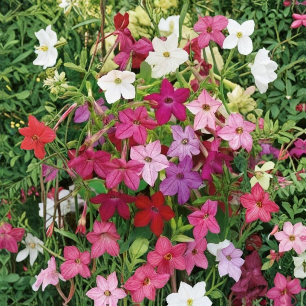 Nicotiana Alata Jasmine Tobacco Seeds Mix – 2,500+ Colorful Fragrant Night Blooming Flowers