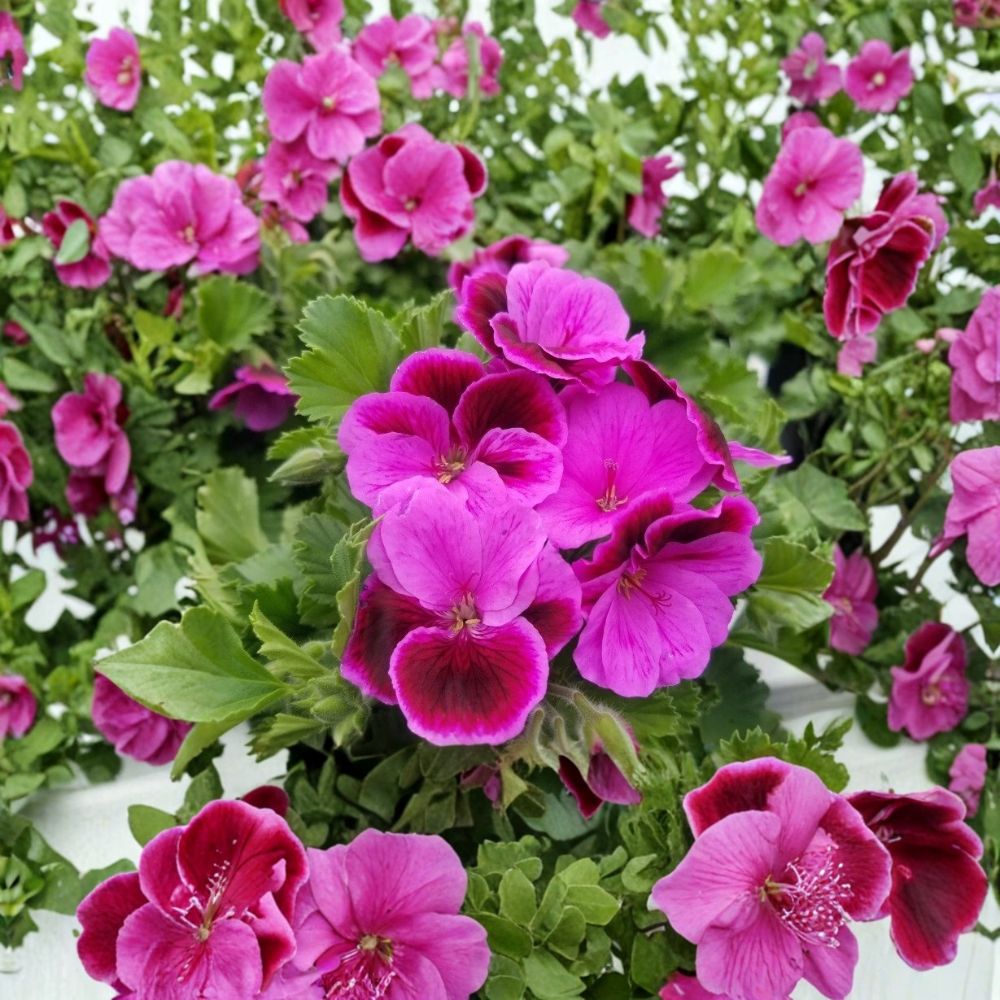 Martha Washington Geranium Cuttings - 6 Organic Rose Pink Pelargonium Starters for Patio & Containers
