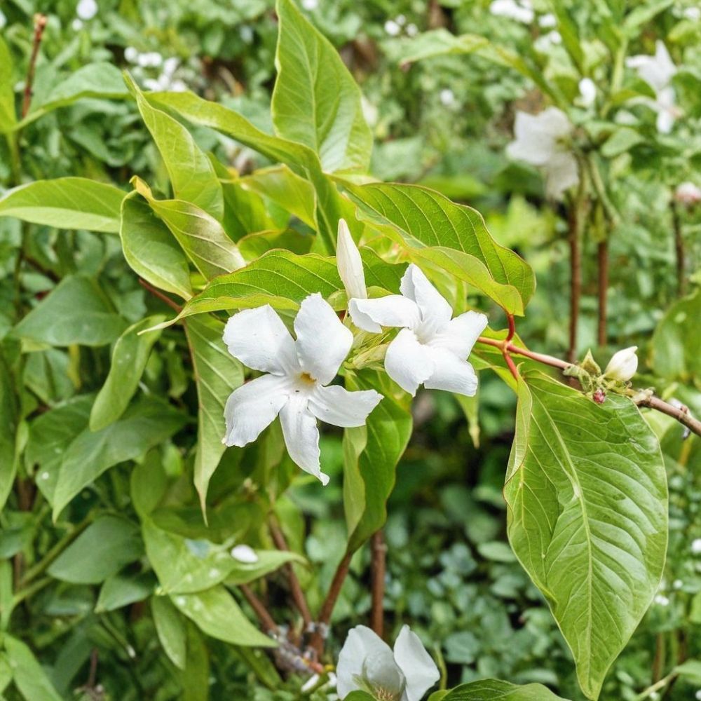 Chilean Jasmine Seeds – Mandevilla laxa 5 Pack | Fragrant White Climbing Vine for Trellis & Garden