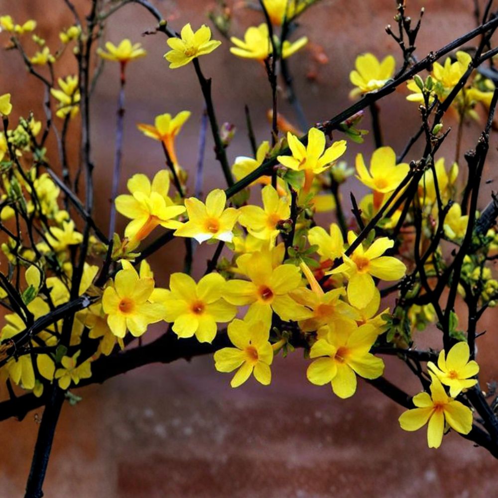 Winter Jasmine Bonsai Plant – Jasminum nudiflorum Live Hardy Shrub with Yellow Early Spring Flowers