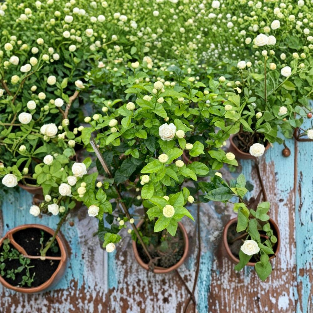 Arabian Jasmine Duke of Tuscany Live Plant – Double White Fragrant Blooms, 4-6 Inches Tall, Tropical Evergreen Shrub
