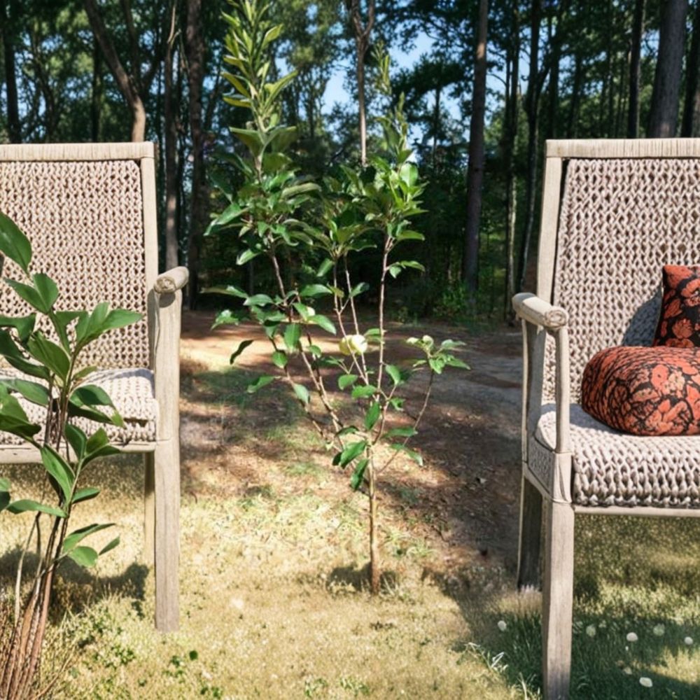 Ein Shemer Apple Tree | Low Chill, Sweet Tart Golden Apples | 4-6 Feet Tall Live Fruit Tree