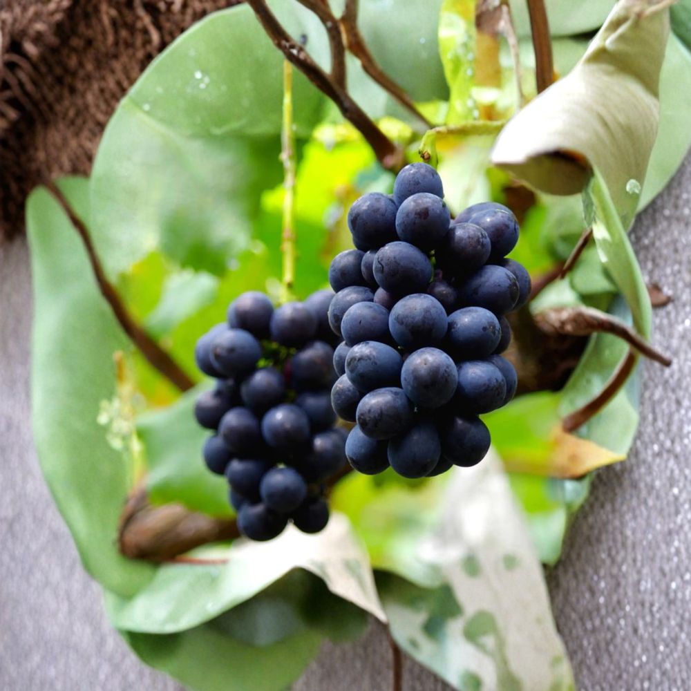 Nagano Purple Grape Cuttings – 5 Pack | Premium Seedless Japanese Table Grape | Large Sweet Purple Berries